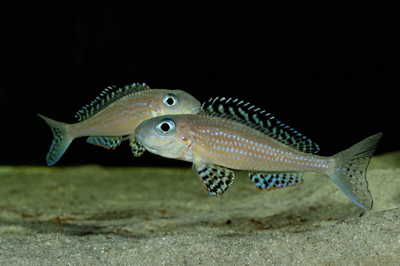 Xenotilapia papilio 'Tembwe Deux'